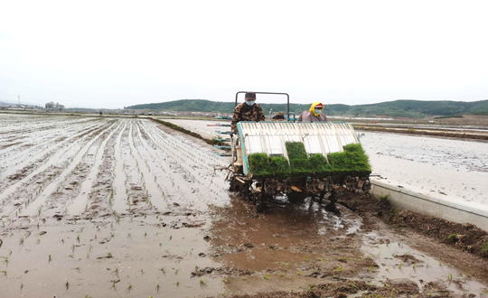 14 4002cc永利集团农业水稻插秧现场_副本.png